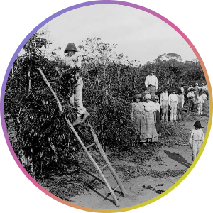 19世紀のブラジルのコーヒー栽培写真