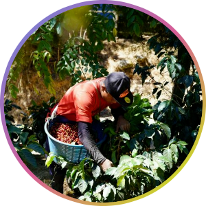 コスタリカのコーヒー収穫写真